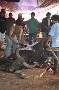 The slaughter of a carabao signals the end of the three-day Ifugao ritual called Bogwa. Photo by Liezl F. Dunuan