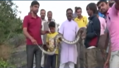 snakes, animals, selfie