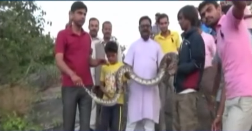 snakes, animals, selfie
