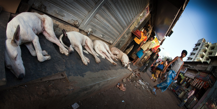 Stray dogs, Rabies, Kumar Marewad, Woke up to funeral
