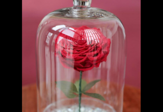Beauty And The Beast, Enchanted Rose