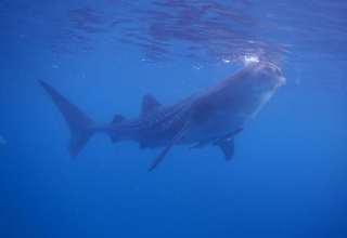 Whale Shark, Philippines