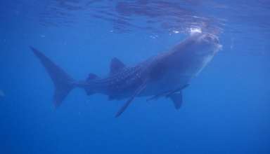 Whale Shark, Philippines