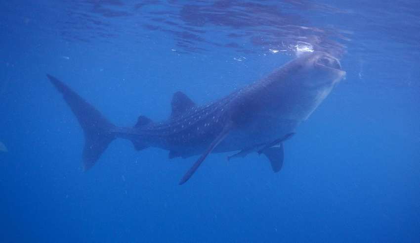 Whale Shark, Philippines