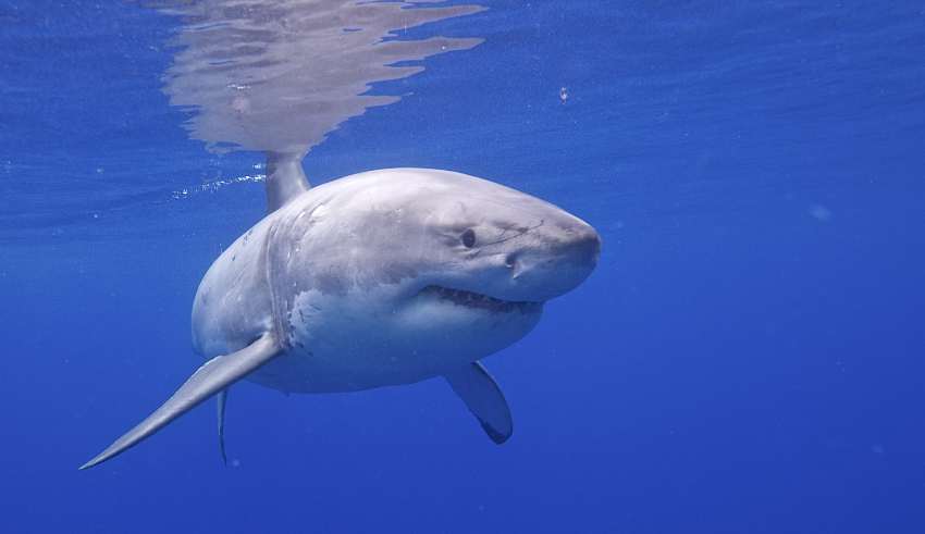 Evans Head, Shark Attack