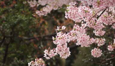 Sakura Park, Atok