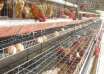 bird flu, outbreak, Department of Agriculture, Department of Health, Pampanga, DOH, bird flu, animal to human transmission, human cases, Philippines