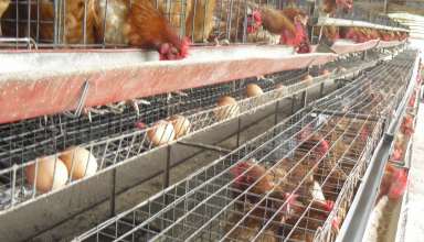 bird flu, outbreak, Department of Agriculture, Department of Health, Pampanga, DOH, bird flu, animal to human transmission, human cases, Philippines