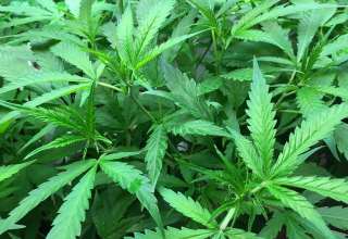 marijuana, legalization, Benguet, House of Representatives, House Bill 180