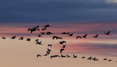 Bird flu, Department of Agriculture, Department of Health, DENR, Nueva Ecija, Pampanga, outbreak