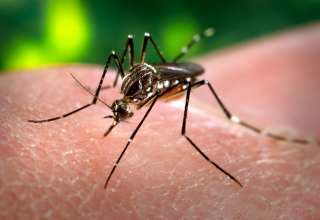 Dengue vaccine, dengvaxia, Sanofi, Philippines, severe dengue, DOH, WHO