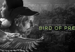 Bird of Prey Banner