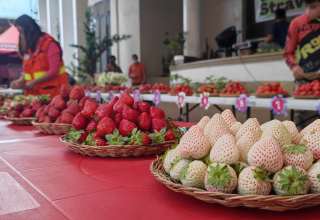 Strawberry Fest 2023