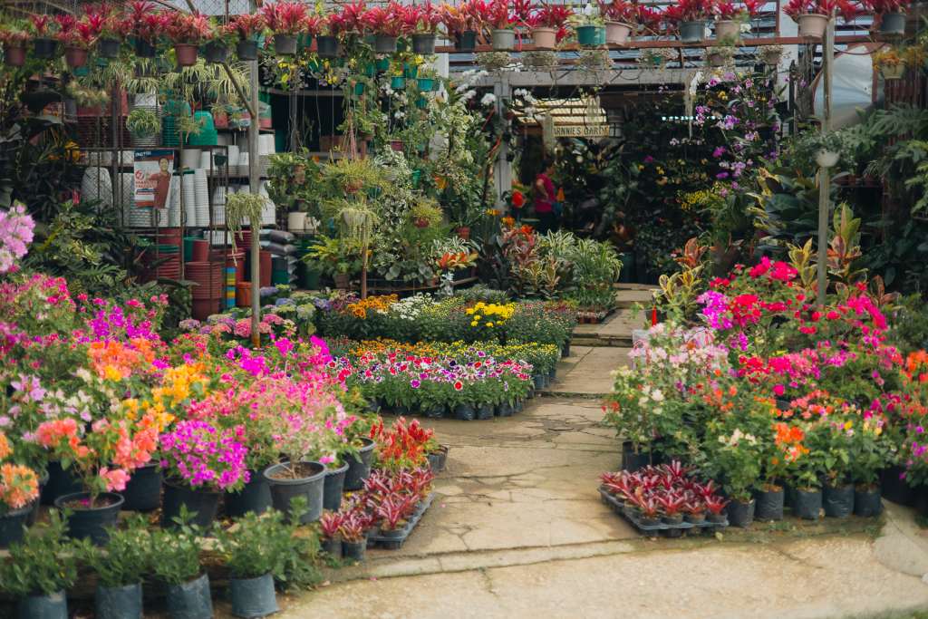 Outdoor flowering plants on display