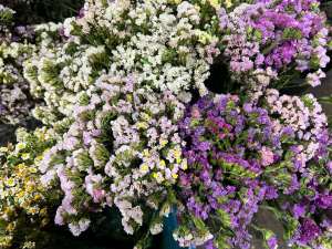Colored flowers